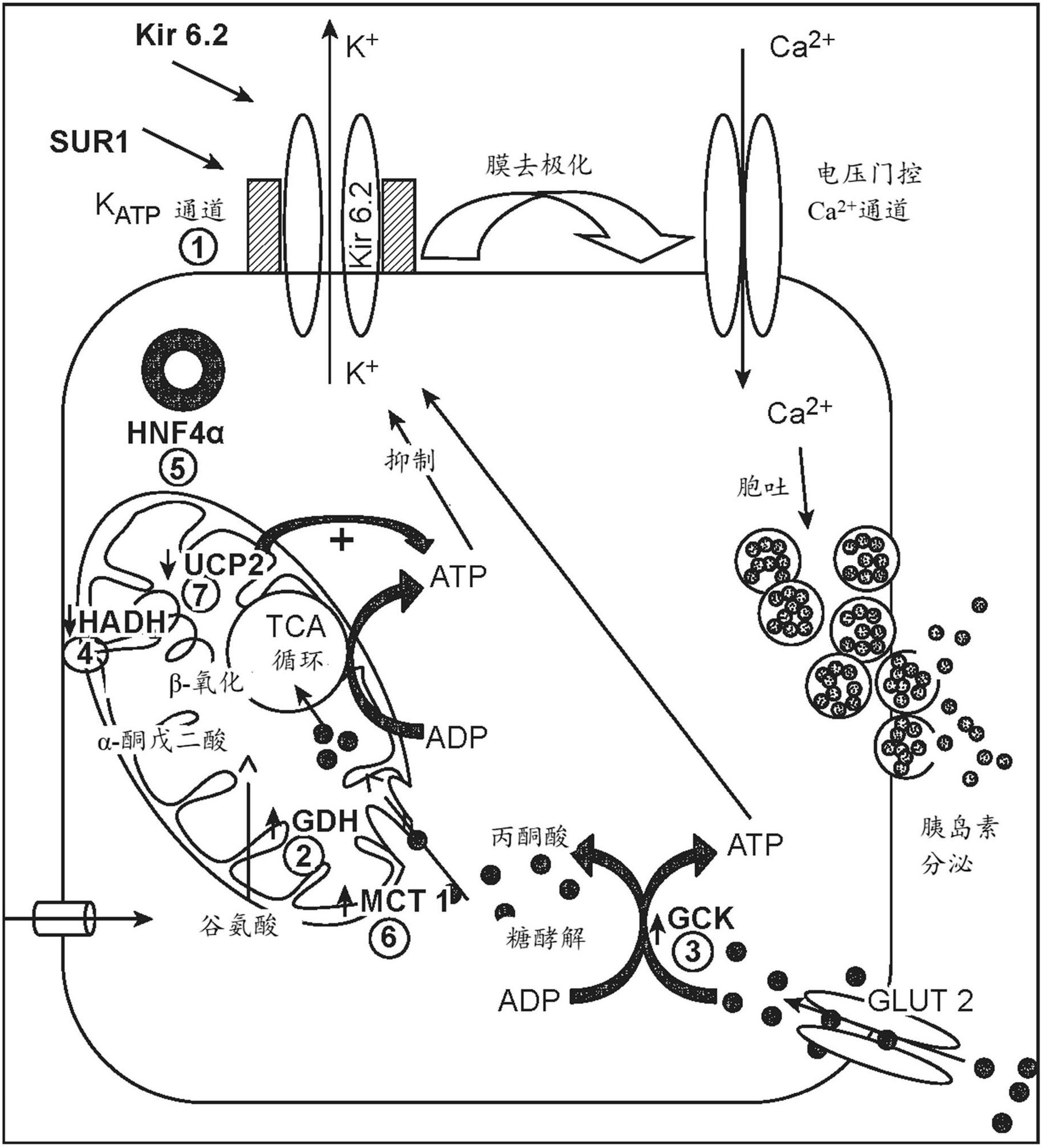 胰高血糖素类似物及其使用方法