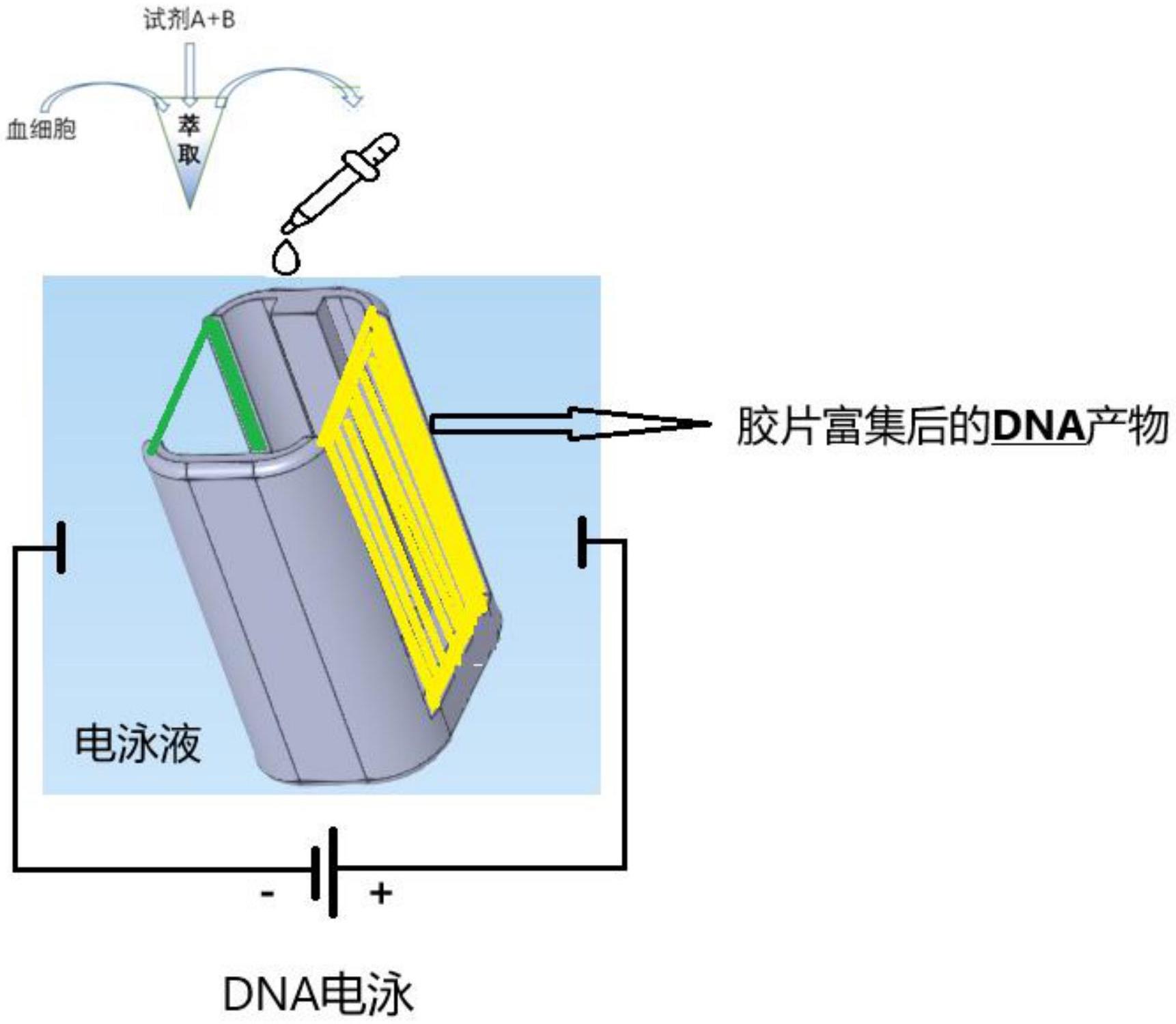 一种胶皿电泳提纯DNA的方法_专利查询 - 企查查