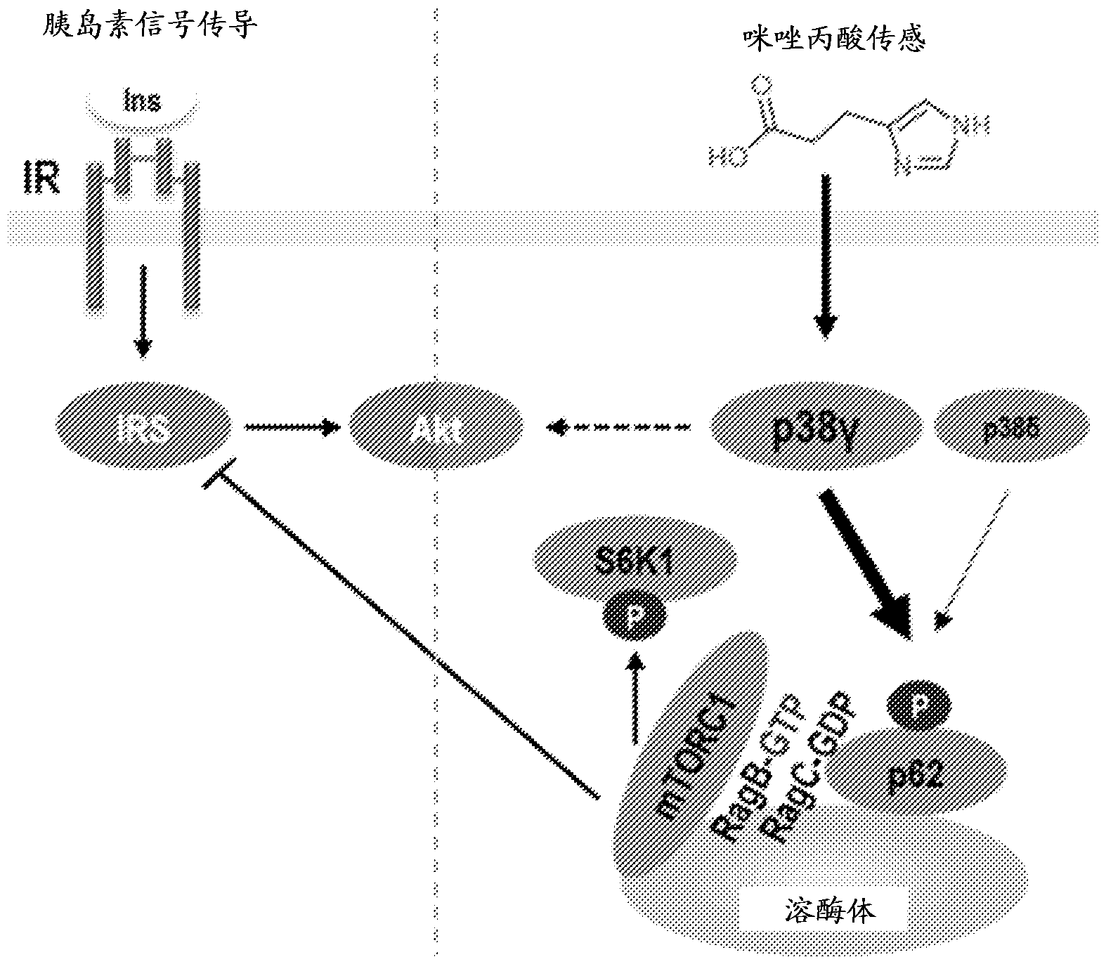 catabolism by succinate inpseudomonas putida (惡臭假單胞菌中琥珀