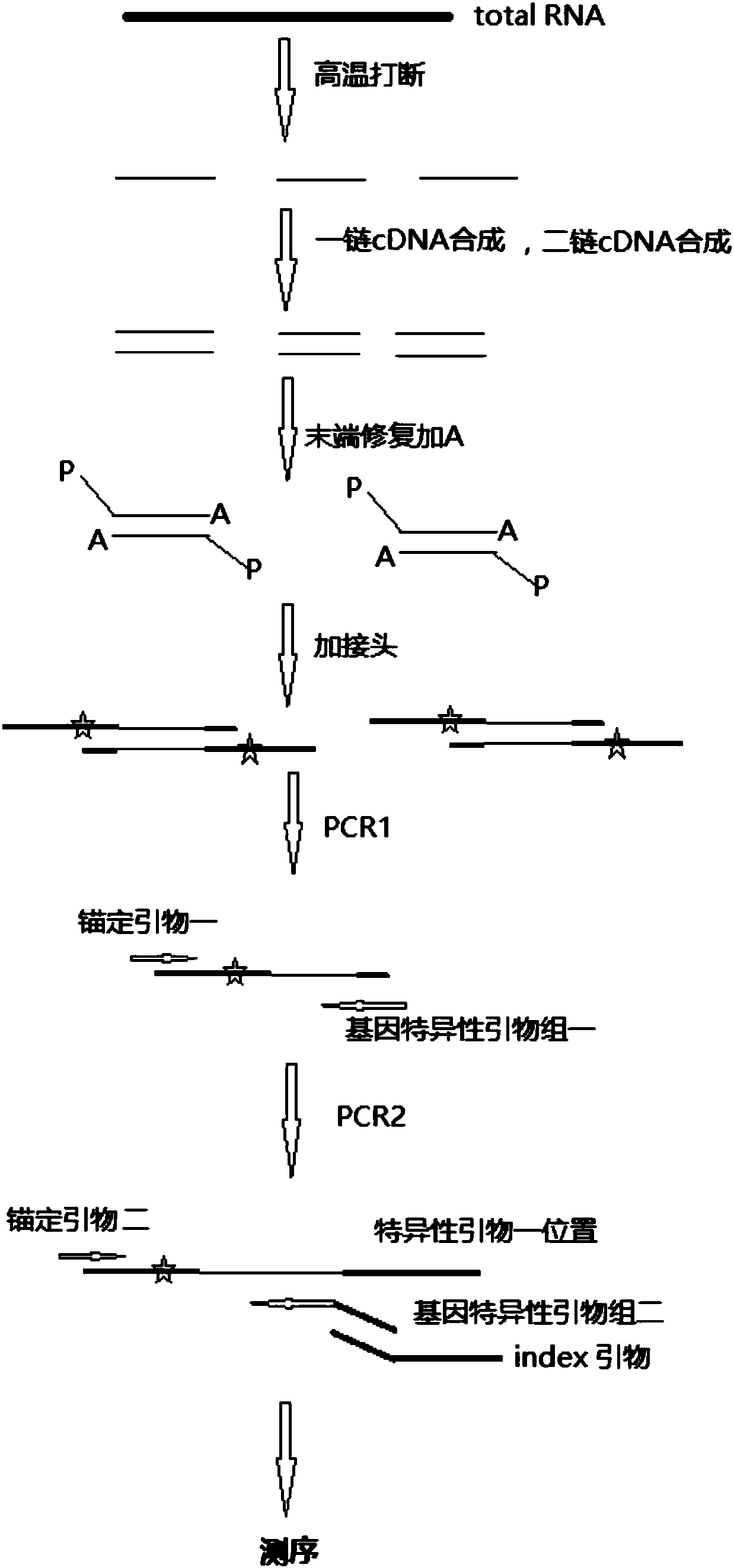 锚定pcr原理图图片