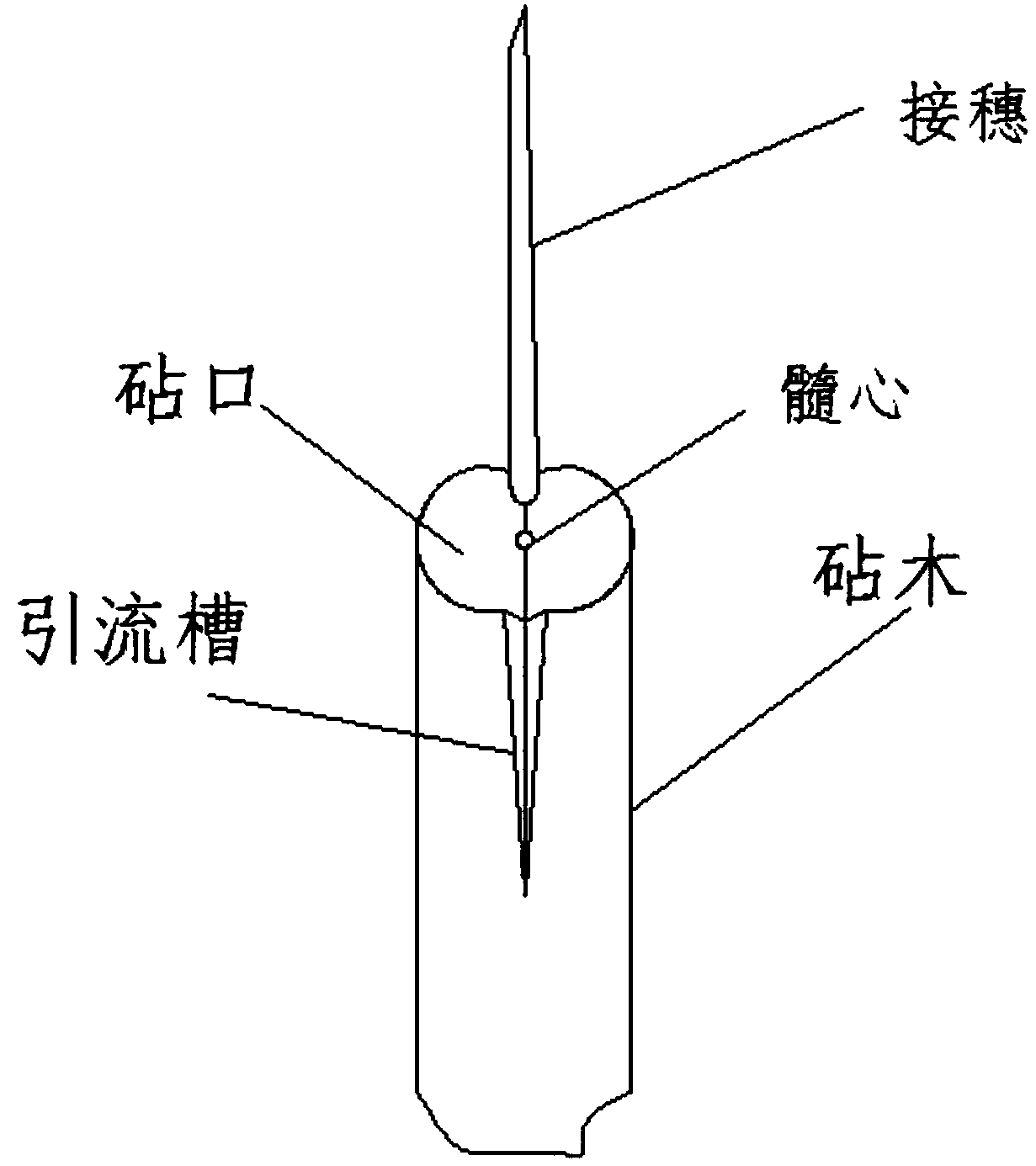 一种大树三斜锯砧接穗留形成层的插皮嫁接方法