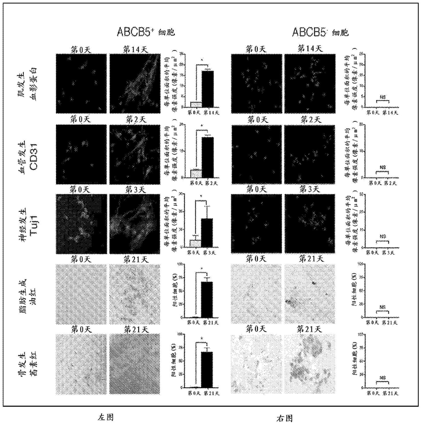 前三行:分化前及分化后,表达血影蛋白(肌发生测定),cd31(血管发生测定