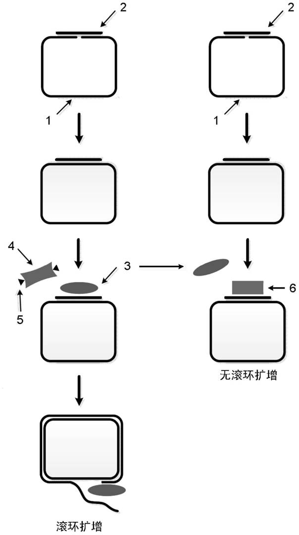 基於滾環擴增技術的檢測半乳糖的方法